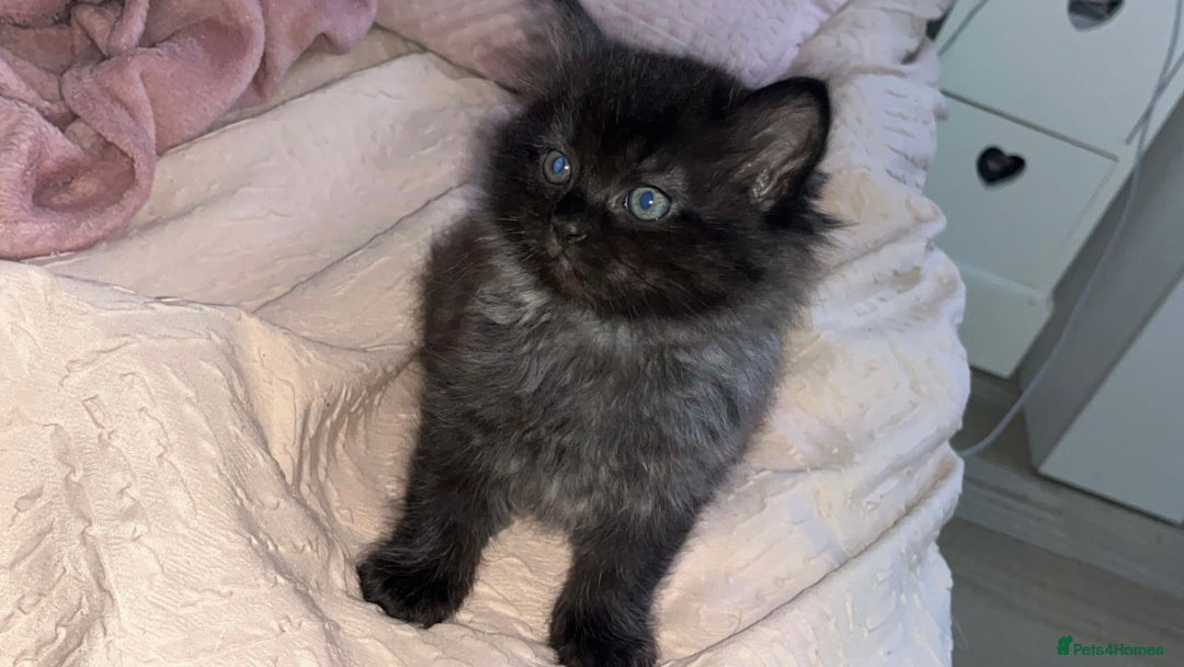 Persian cats for sale: Pershadoll’s 😍half Pershian half Ragdoll. - Image 1