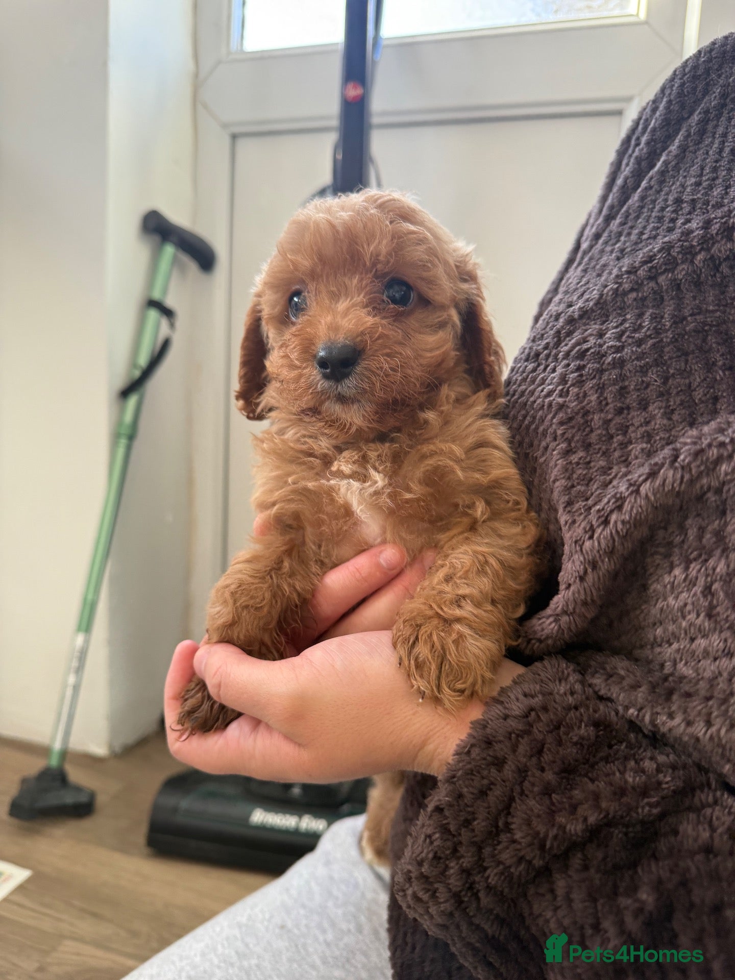 Cavapoo dogs for sale: F1 cavarpoos # 1 girl remaining  - Advert 1
