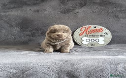 Chow Chow dogs for sale: Exotic colour Pure chow chow puppies for sale  - Image 13
