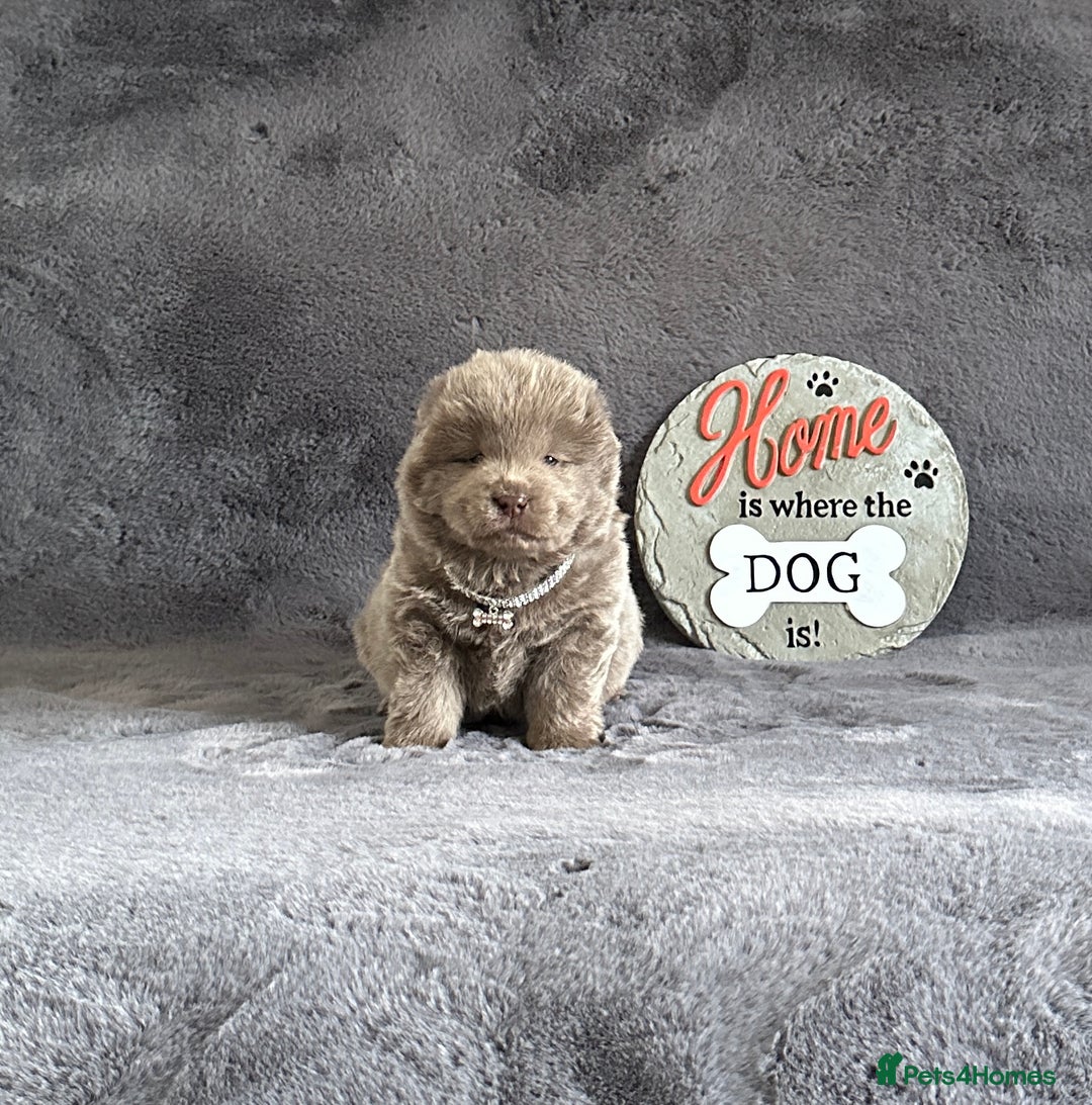 Chow Chow dogs for sale: Exotic colour Pure chow chow puppies for sale  - Image 13