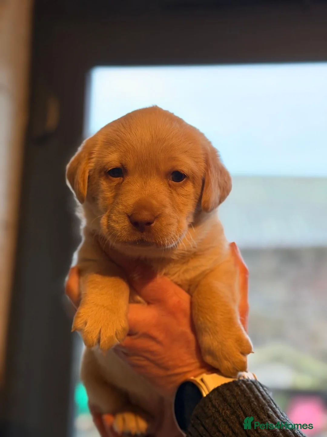 Labrador Retriever dogs for sale: Kc reg Labrador puppies - Advert 6