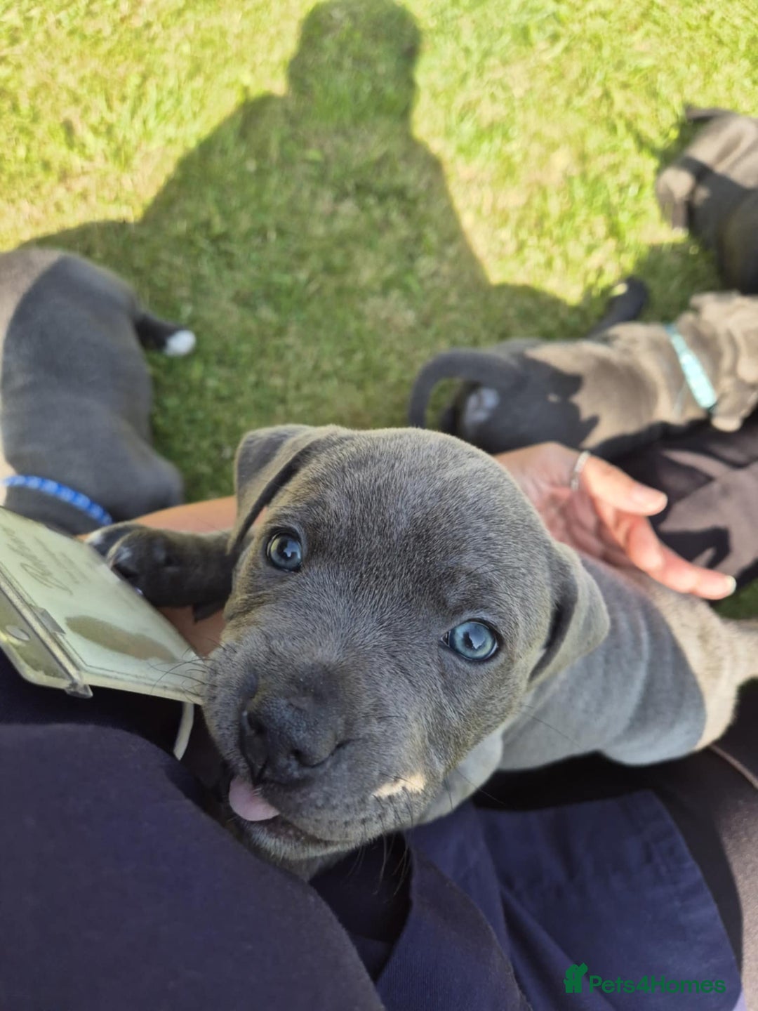 Staffordshire Bull Terrier dogs for sale: Staffordshire Bull Terrier Puppy purple  - Beautiful KC reg Blue Staffordshire bullterriers  - Image 21