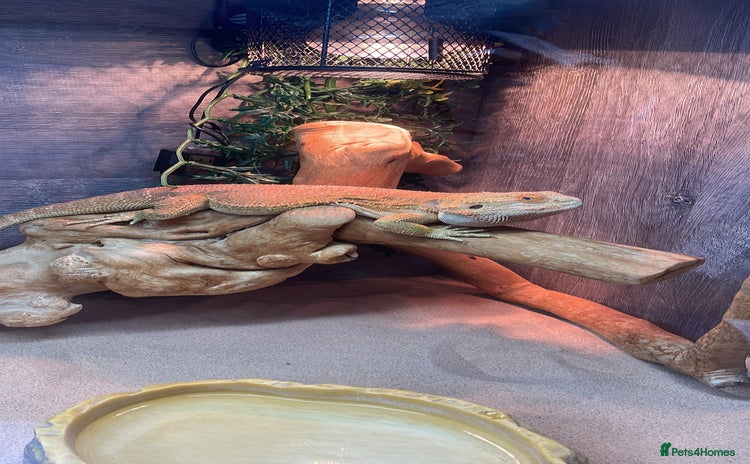 Bearded Dragon reptiles - Advert 2