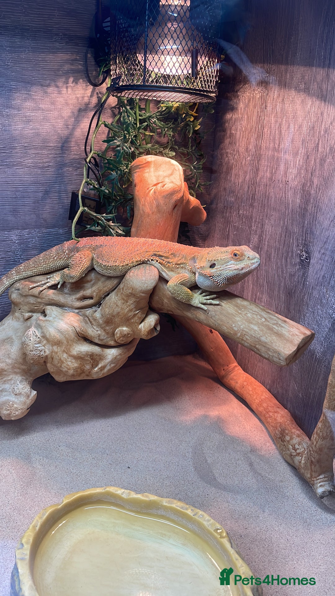 Bearded Dragon reptiles for sale: Male Bearded Deagon and full set up. - Image 1