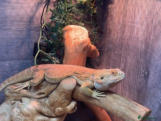 Bearded Dragon reptiles - Advert 2