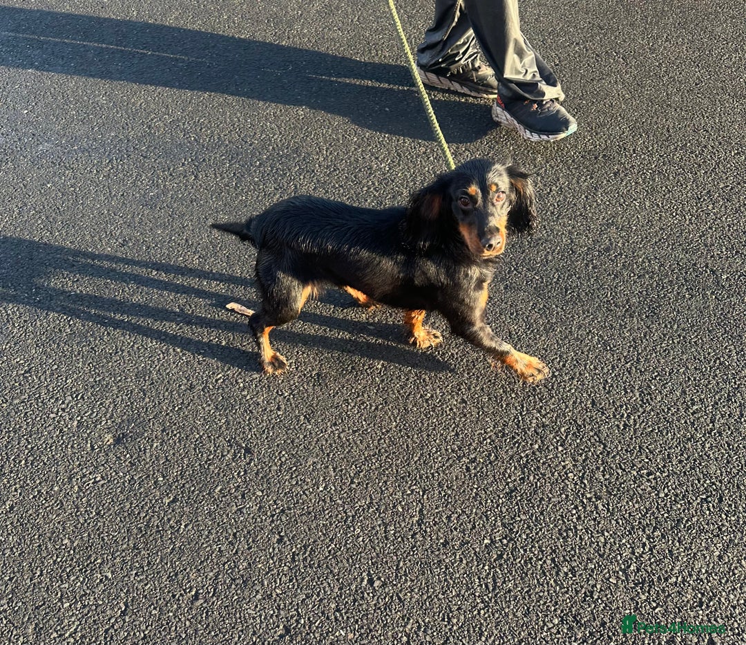 Cocker Spaniel dogs for sale: Kc reg 1 year old cocker spaniel  - Advert 2