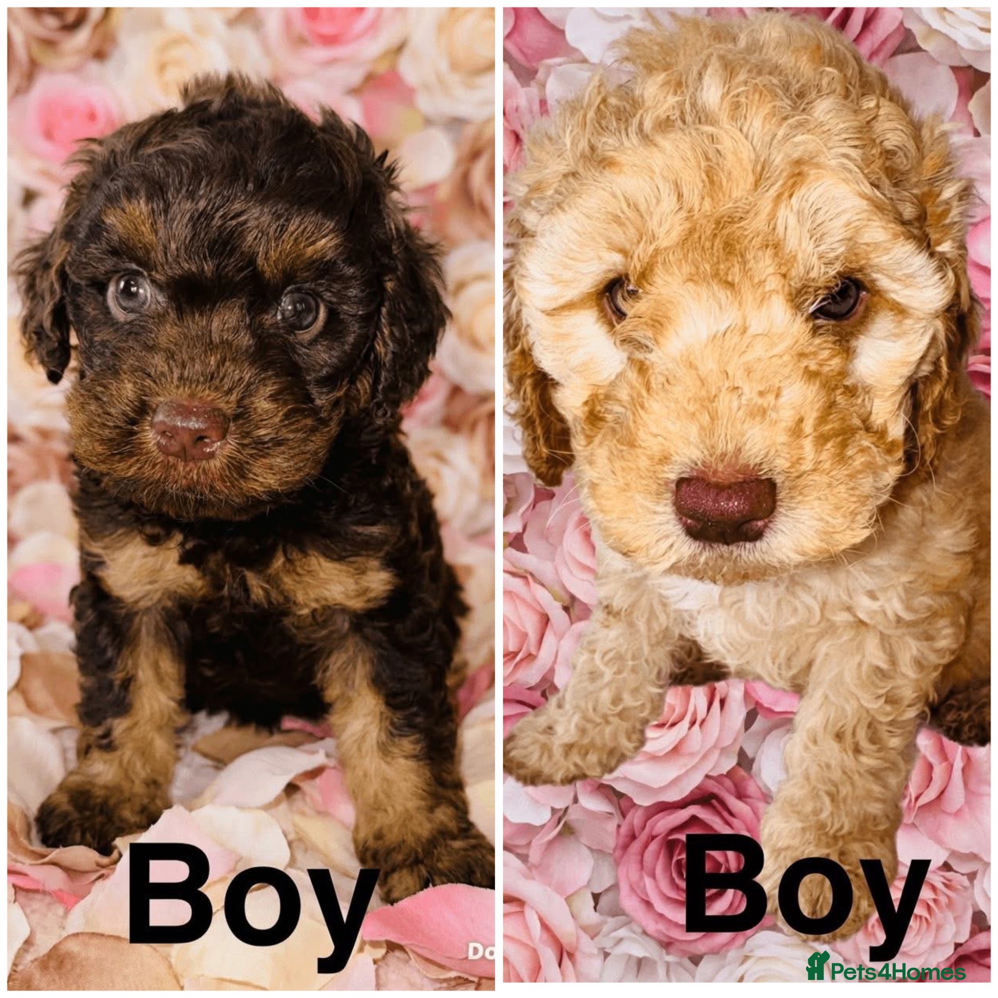 Cockapoo dogs ❤️DNA CLEAR, Last 2 Stunning Cockapoos, Ready Now  - Advert 4