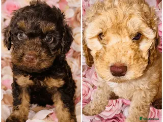 Cockapoo dogs ❤️DNA CLEAR, Last 2 Stunning Cockapoos, Ready Now - Advert 4