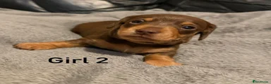 Miniature Dachshund 3