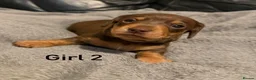 Miniature Dachshund dogs for sale: Chocolate & tan miniature dachshunds  - Advert 6