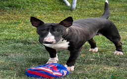 English Bull Terrier dogs for sale: Champion line EBT Puppies - Image 21