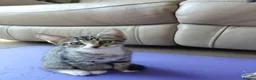 Mixed Breed cats for sale: Mix breed kittens. Mum is snow bengal  - Advert 15