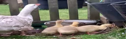 Geese poultry for sale: Sebastapol Hatchlings For Sale - Advert 1