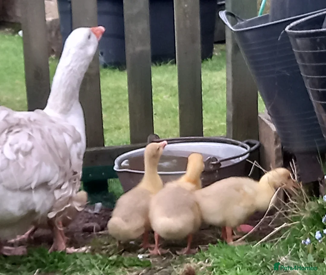 Geese poultry for sale: Sebastapol Hatchlings For Sale - Advert 1