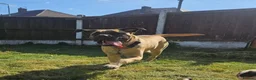 Bullmastiff dogs for sale: Female Bullmastiff  - Advert 3