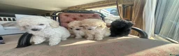 Miniature Poodle dogs for sale: Pedigree club registered Miniature poodles  - Advert 7