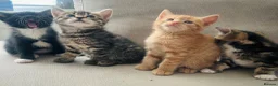 Domestic Shorthair cats for sale: Beautiful, well socialised playful kittens 🐾 - Advert 34