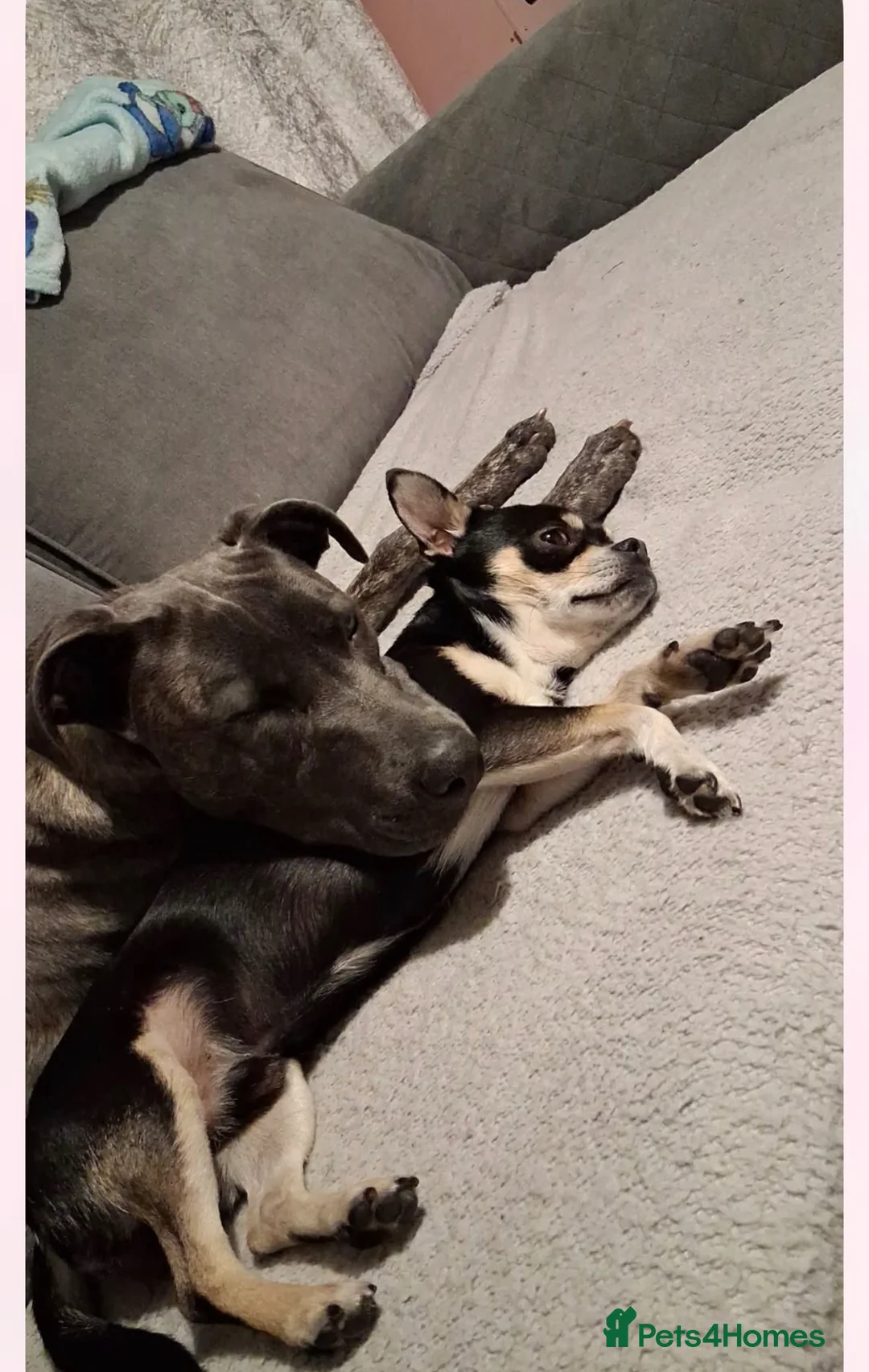 Mixed Breed dogs for sale: Beautiful Girl in need of a new home  - Advert 2