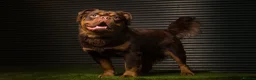 Olde English Bulldogge dogs for stud: MAMMUT OLDE ENGLISH BULLDOG STUD in Halifax - Advert 4