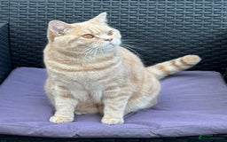 British Shorthair cats for sale: Beautiful BSH Cats Brother and Sister  - Image 7