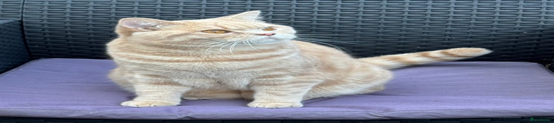 British Shorthair Cat Milo 