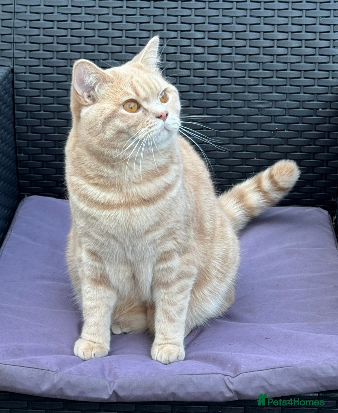 British Shorthair cats for sale: Beautiful BSH Cats Brother and Sister  - Image 7
