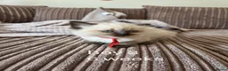 Ragdoll cats for sale: 5 beautiful Ragdoll kittens in Morecambe - Advert 13