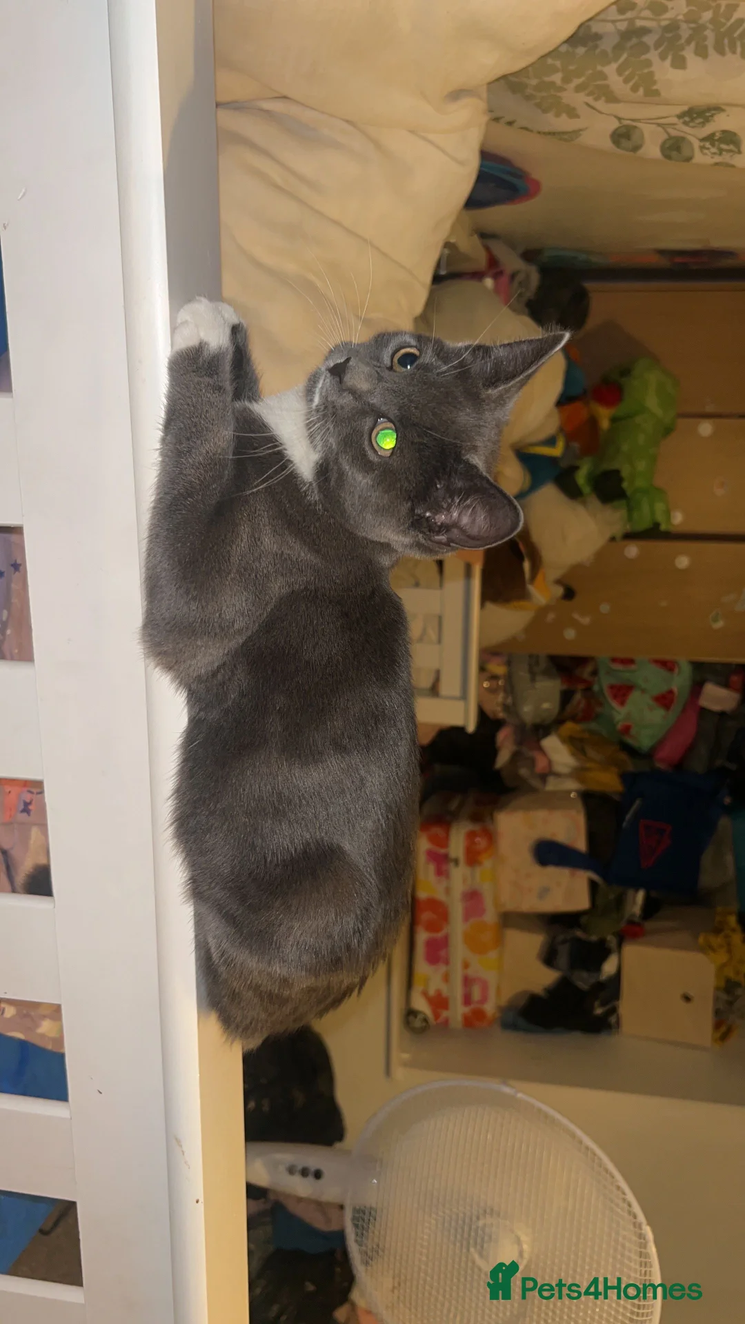 Mixed Breed cats for sale: Grey and white kitten for sale.  - Advert 2
