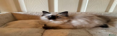 Ragdoll Kitten 3