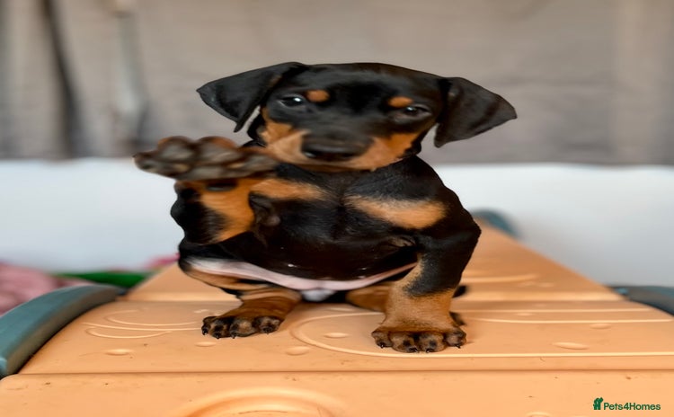 Dobermann dogs European Doberman puppies - Advert 2