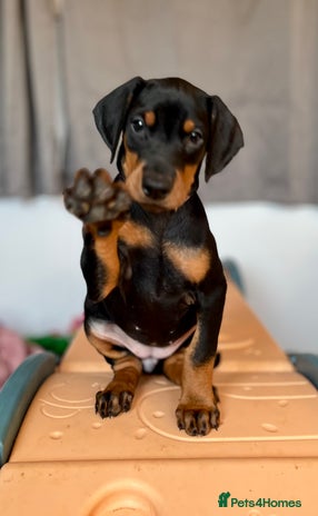 Dobermann dogs European Doberman puppies - Advert 2