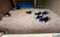 Mixed Breed dogs for sale: Collie cross huntaway puppies - Image 3