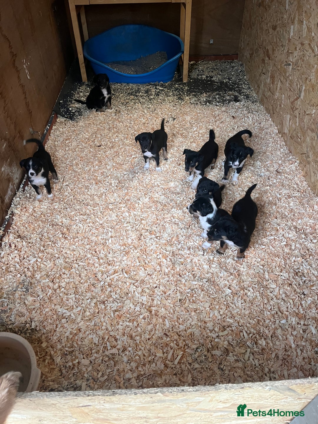 Mixed Breed dogs for sale: Collie cross huntaway puppies - Image 3