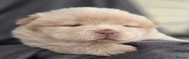 Chow Chow 2