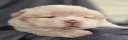 Chow Chow dogs for sale: Chow chow pups  - Advert 3
