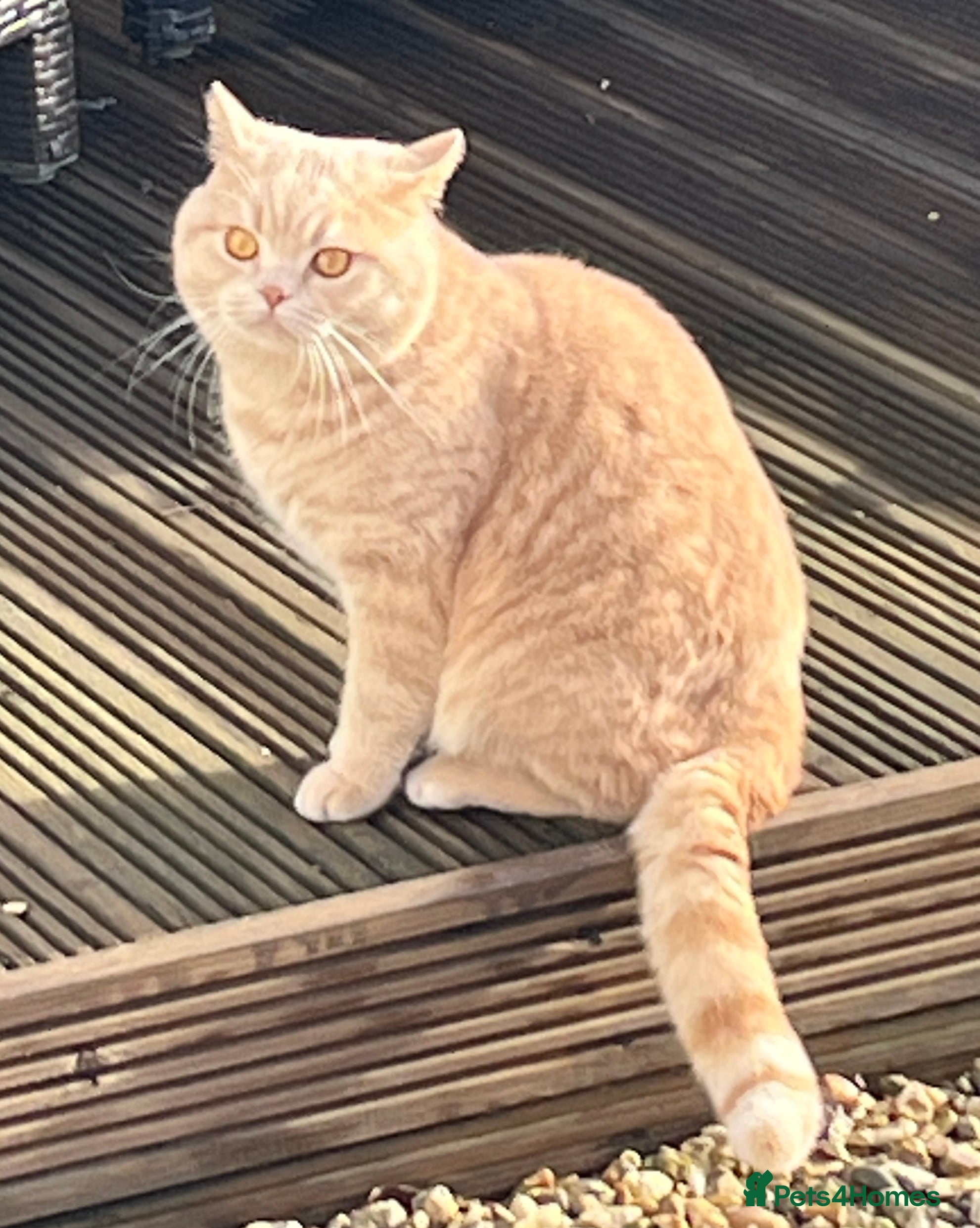 British Shorthair cats Lovely friendly British shorthair male  - Advert 1