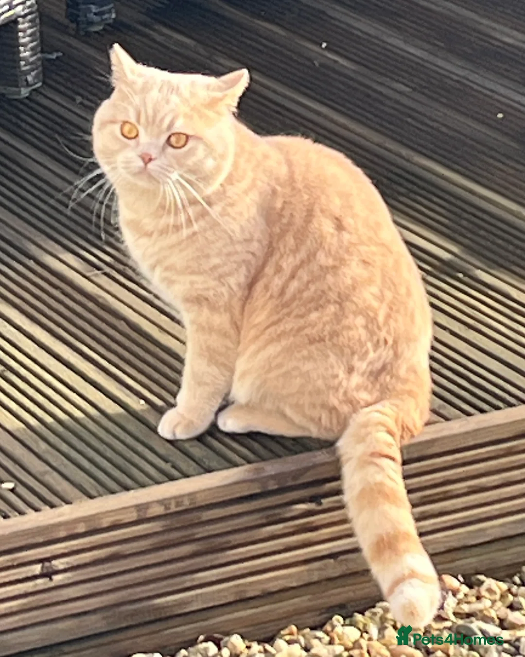 British Shorthair cats for sale: Lovely friendly British shorthair male  - Advert 1