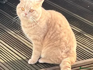 British Shorthair cats Lovely friendly British shorthair male - Advert 1