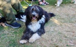 Bearded Collie dogs for stud: Working Bearded Collie for Stud. - Image 2