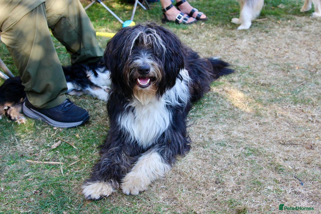 Bearded Collie dogs for stud: Working Bearded Collie for Stud. - Image 2