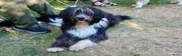 Bearded Collie dogs for stud: Working Bearded Collie for Stud. - Advert 2