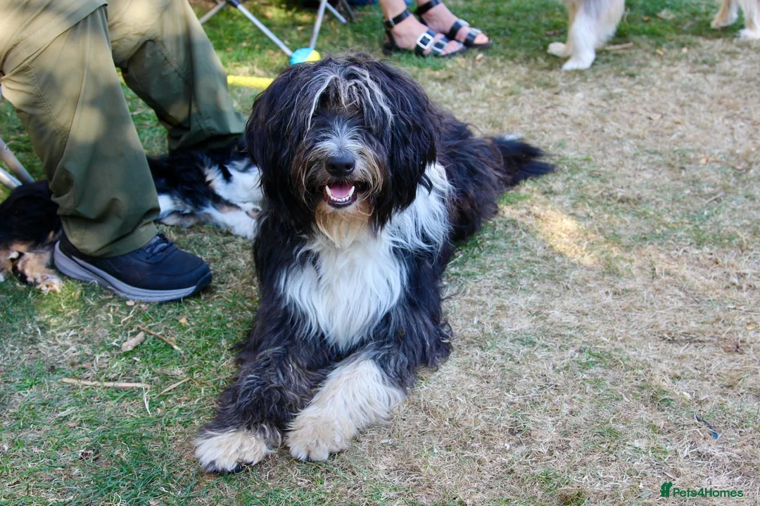 Bearded Collie dogs for stud: Working Bearded Collie for Stud. - Advert 2