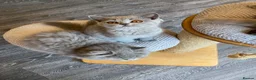 British Shorthair cats for sale: Blue longhair male blue shorthair female  - Advert 9