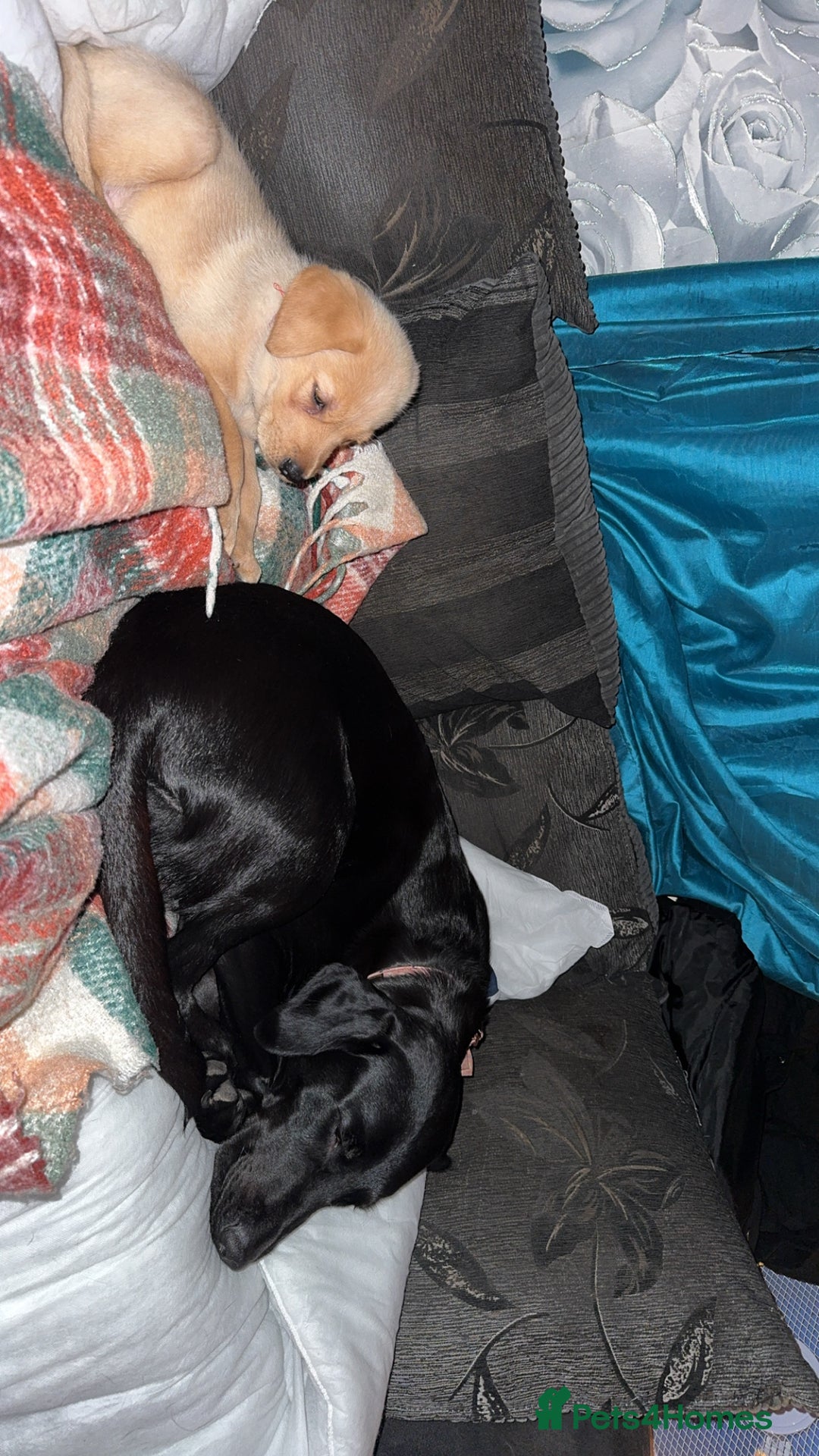 Labrador Retriever dogs for sale: White male lab - Advert 1