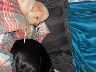 Labrador Retriever dogs White male lab - Advert 1