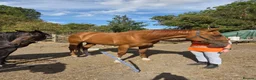 English Thoroughbred horses for sale: Stunning Chestnut mare 17hh - Advert 5