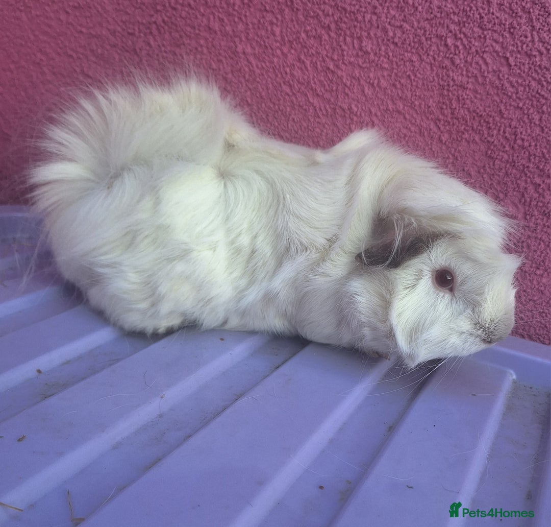 Guinea Pig rodents for sale: 3 female guineapigs and hutch - Image 1