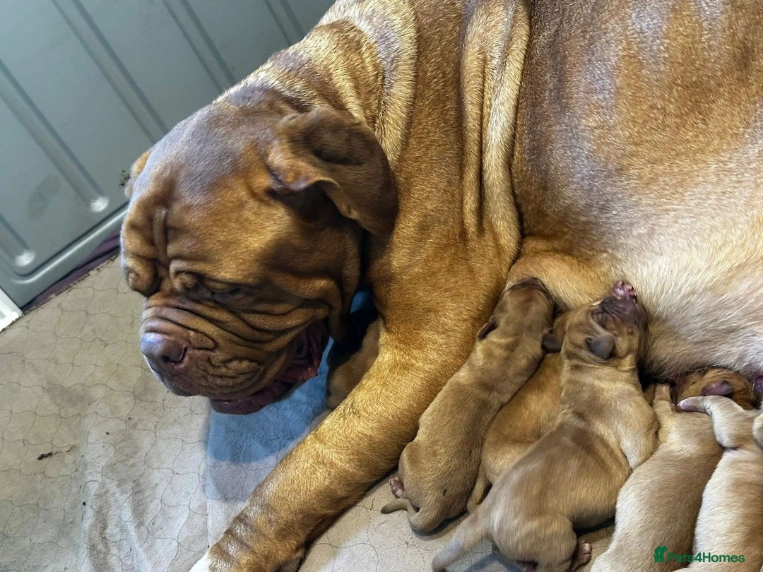Dogue De Bordeaux dogs for sale: Perfect Dogue de Bordeaux puppies for sale. - Advert 9