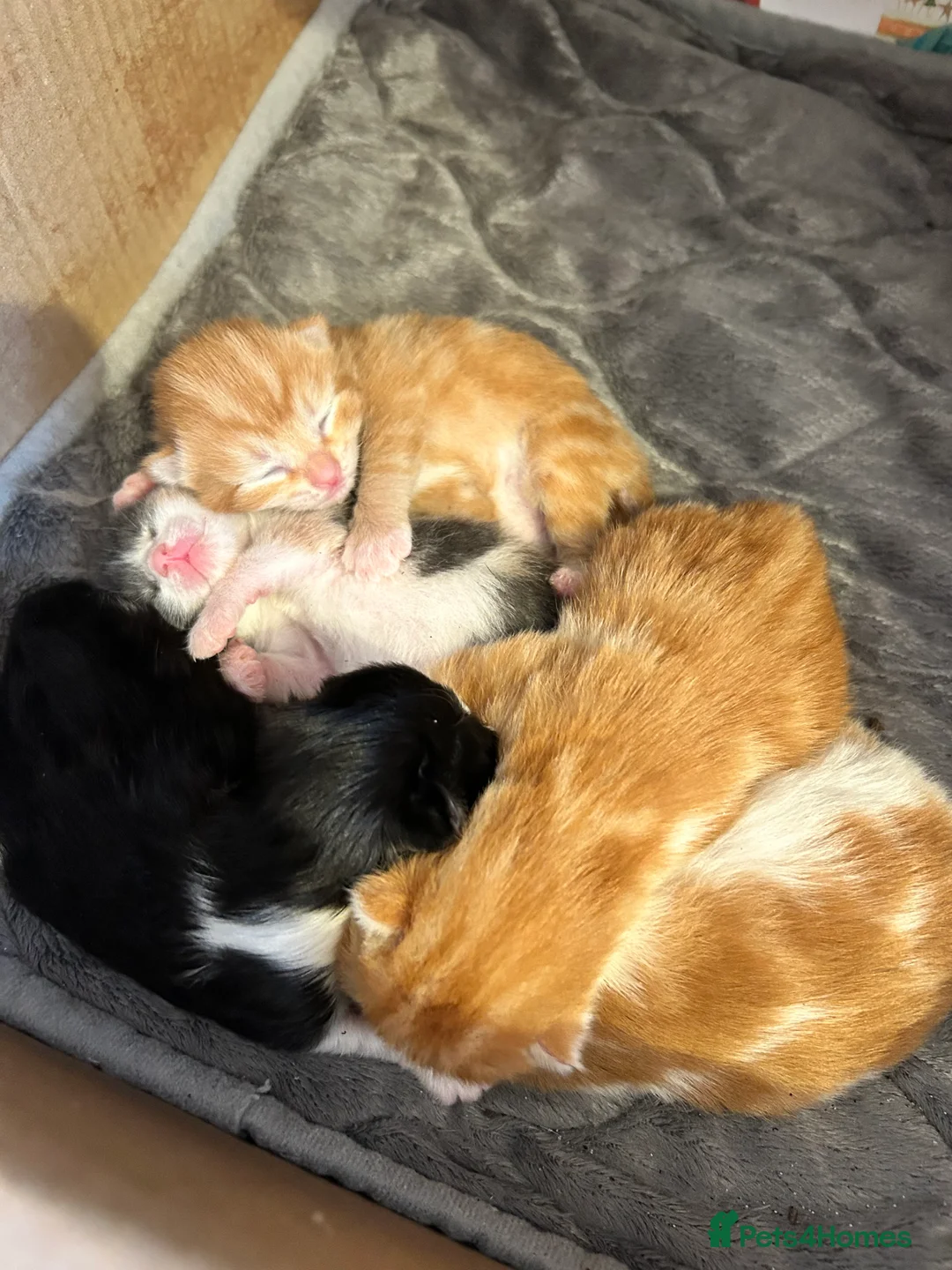 British Shorthair cats for sale: British Shorthair Kittens - Available Now  - Advert 2