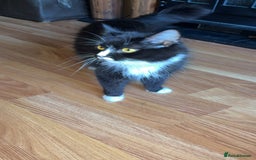 British Longhair cats for sale: 5 beautiful kittens for sale - Image 11